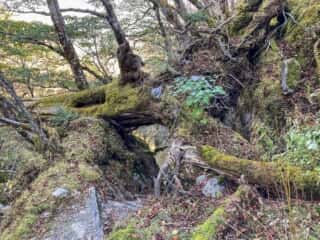 剣山 登山道