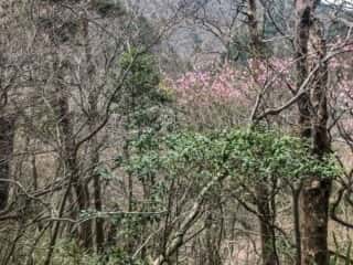 石鎚山 2019年4月28日