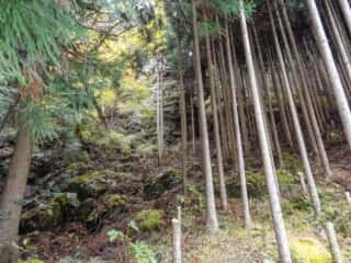 剣山スーパー林道