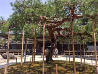 中尊寺　御神木