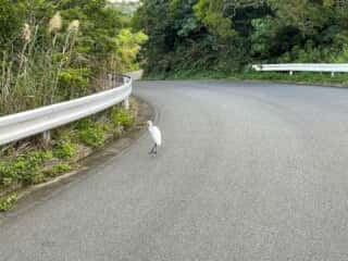 徳之島の動物