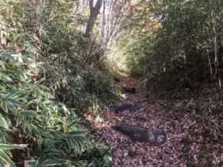 櫃石 (磐座)への山道