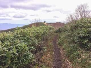 白神岳登山道