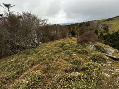 土佐矢筈山・小桧曽山