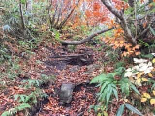 白神岳登山道