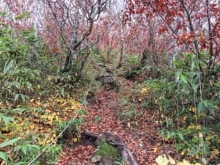 白神岳登山道