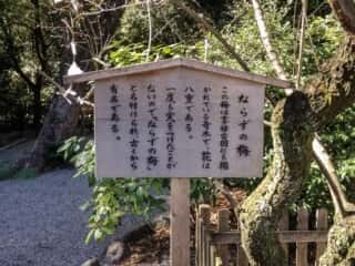 熱田神宮　ならずの梅