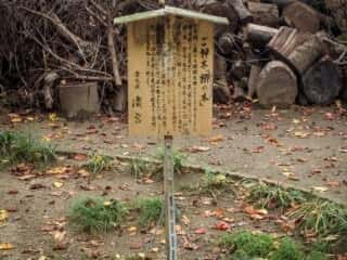 浜宮神社 御神木「梛の木」 (奈久佐浜宮比定地)