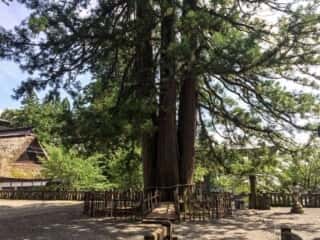 戸隠神社中社　戸隠の三本杉
