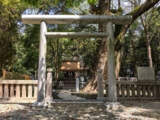 伊弉諾神宮　夫婦大楠