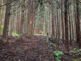 羽黒岩への山道と鳥居