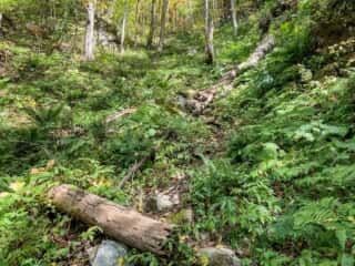 鶏頭山登山道