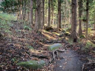 続石への山道