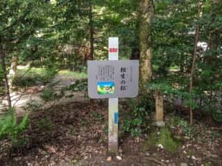 須佐神社　相生の松