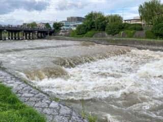 大雨直後の鴨川の濁流