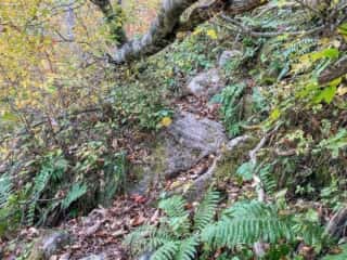 鶏頭山登山道