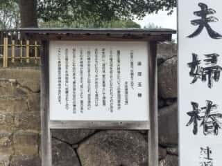 八重垣神社　連理玉椿