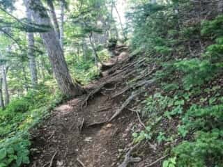 羅臼岳登山道