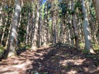 室根山　室根神社参道