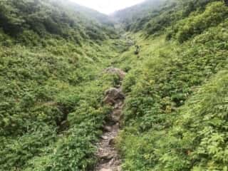 羅臼岳登山道