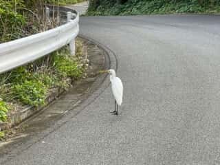 徳之島の動物