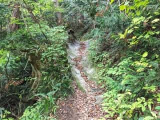 白神岳登山道