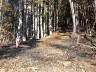 石投山 黒森山 登山道