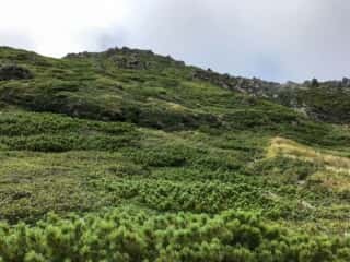 羅臼岳登山道