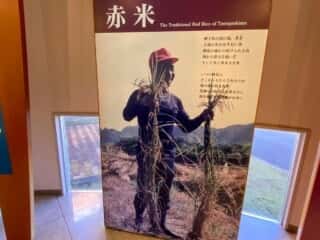 種子島 たねがしま赤米館