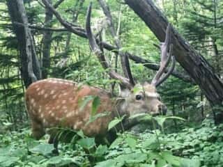 知床の動物たち