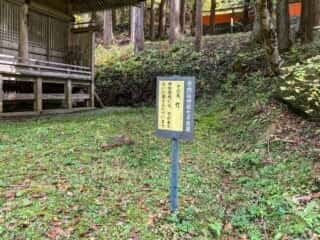 丹内山神社　七不思議その五　竹