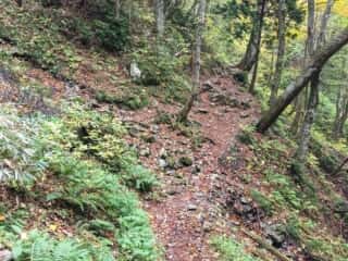 白神岳登山道