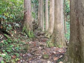 真山登山道