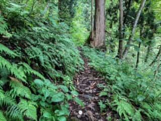石の塔への山道