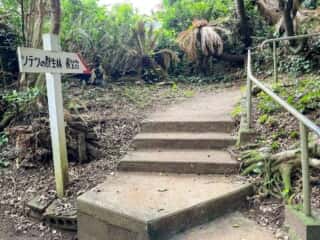 徳之島 金見崎ソテツトンネル