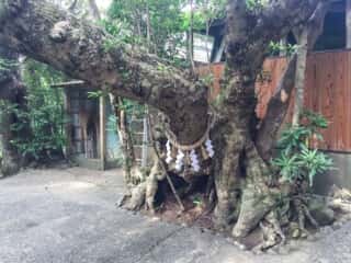 竹ヶ島神社 御神木