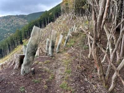 土佐矢筈山・小桧曽山