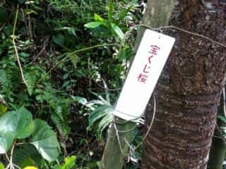 竹ヶ島の宝くじ桜