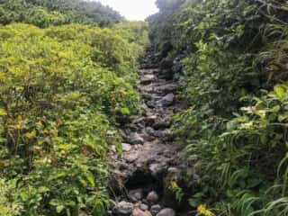 羅臼岳登山道