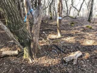 石投山 黒森山 登山道