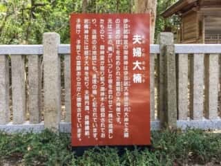 伊弉諾神宮　夫婦大楠