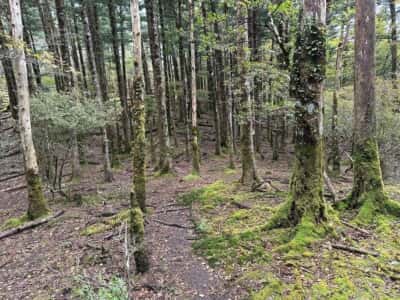 土佐矢筈山・小桧曽山