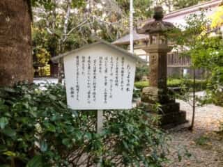 熊野本宮大社　たらようの木