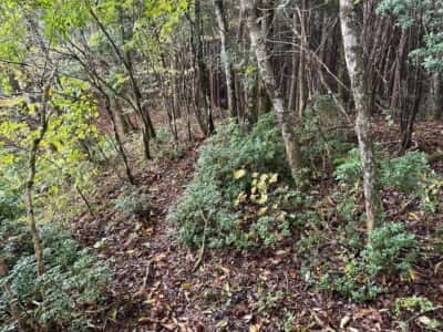 土佐矢筈山・小桧曽山