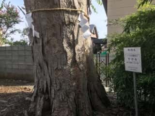 三ツ石神社の御神木