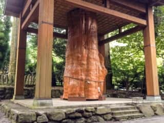 国造神社　手野のスギ