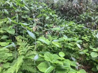 恐山 (大尽山) 登山道