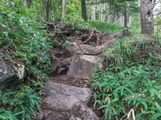 権現岳登山道