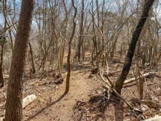石投山 黒森山 登山道