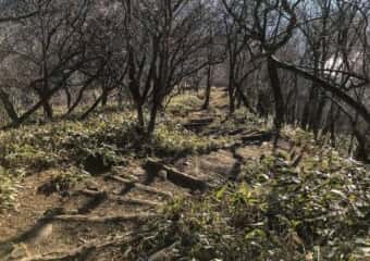 黒檜山 登山道